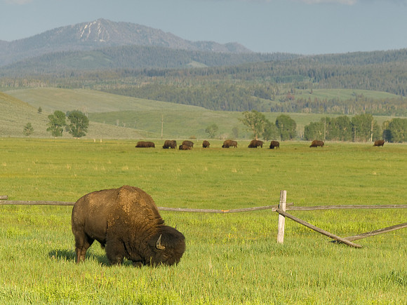 Grazing Bison