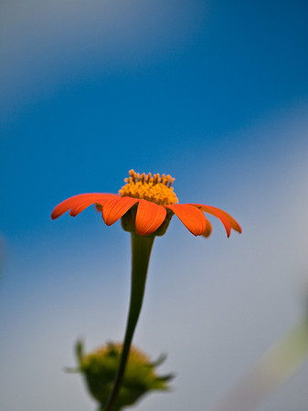 Orange petals