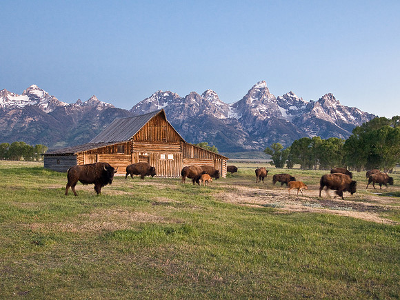 Herd at Moulton barn