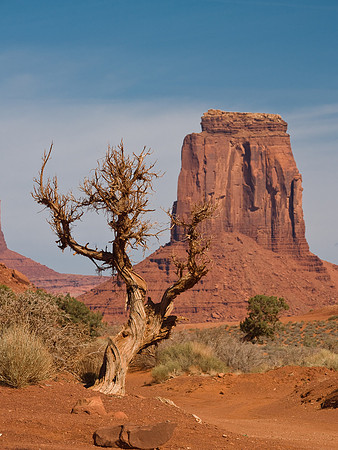 Dead desert tree