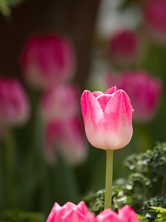 Lone Pink
