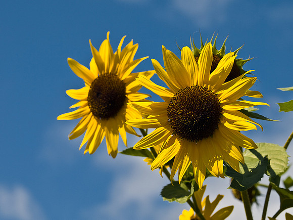Sunflowers 2