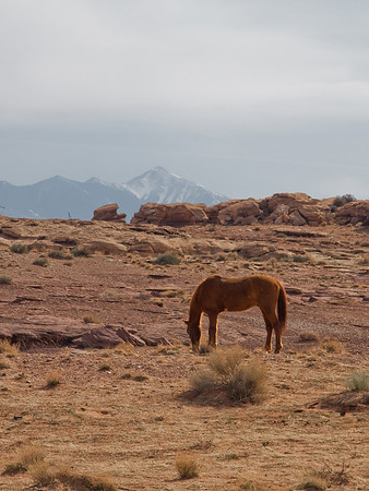 Southwest Horse