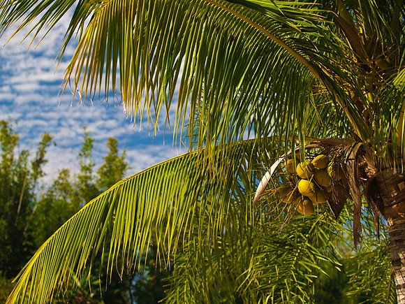Coconut Afternoon