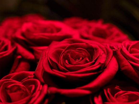 Roses