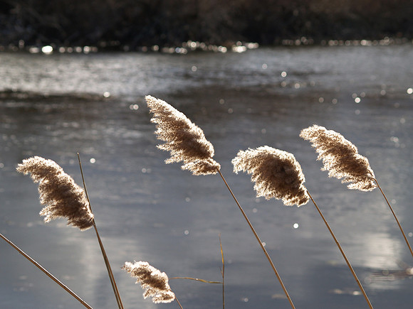 Reeds