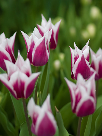 Coral Tulips