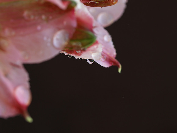 Lily water