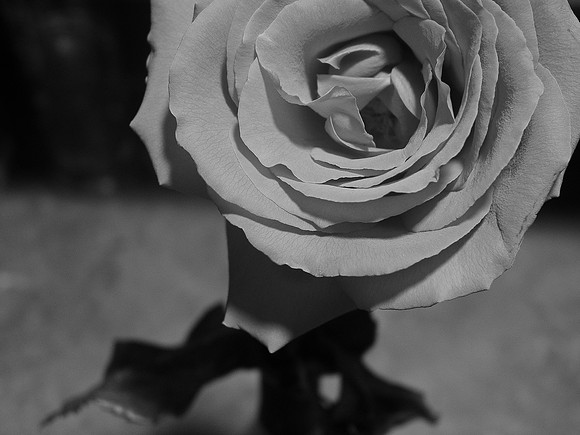Black White and Rose