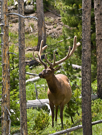Yellowstone Elk 2