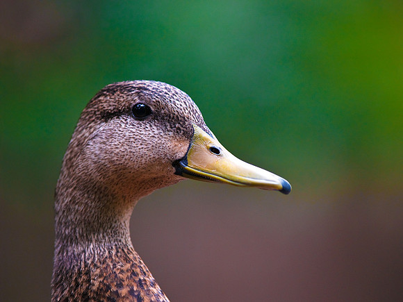 DUCK!