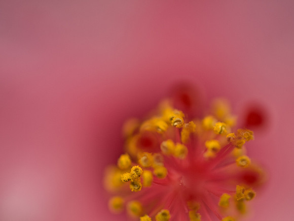 Pink Hibiscus