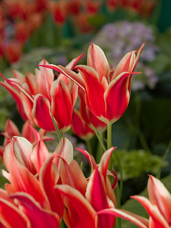 Spring Tulips