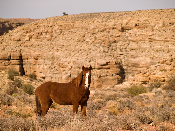 Southwest Horse 2