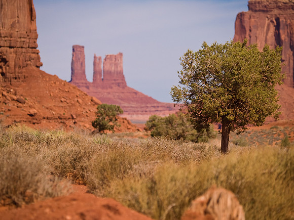 Stagecoach Butte and Tree