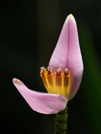 Pink Bloom
