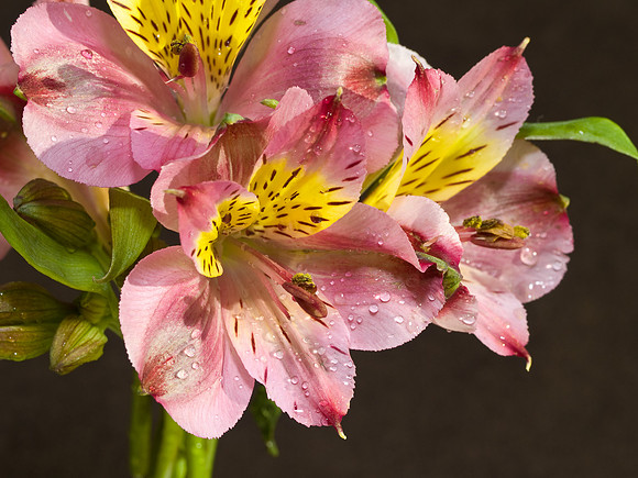 Lilies