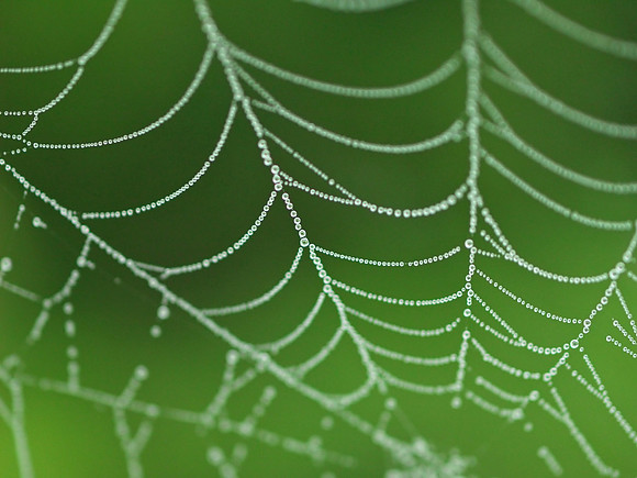 Morning Web