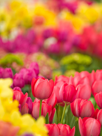 Field of color