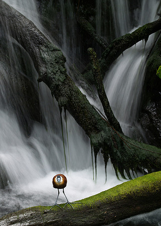 Waterfall Bird
