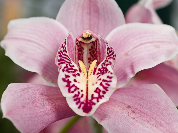Pink Orchid