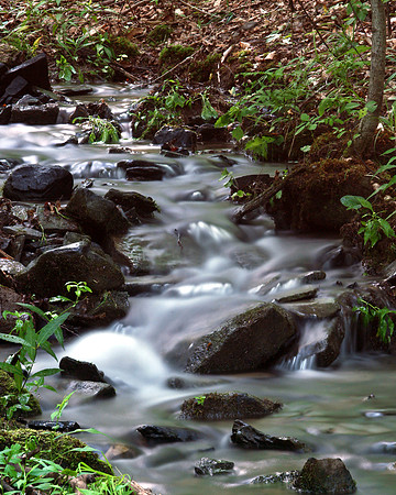 Afternoon Stream