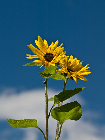 Sunflowers 1