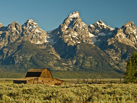 Mormon row barn with Buffalo