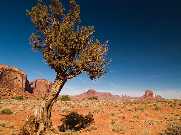 Monument Valley Tree 2