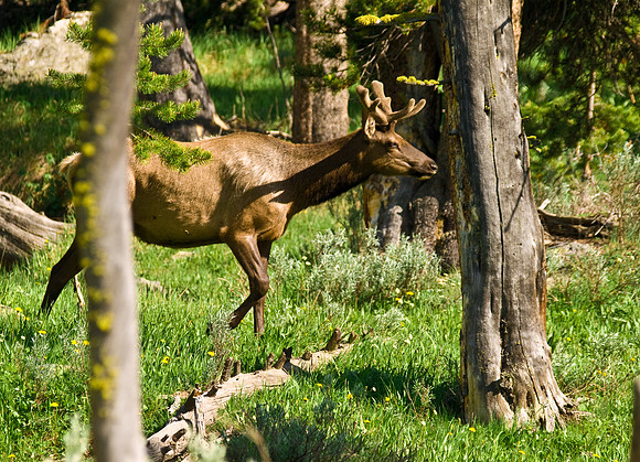 Yellowstone Elk