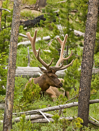 Relaxing Elk