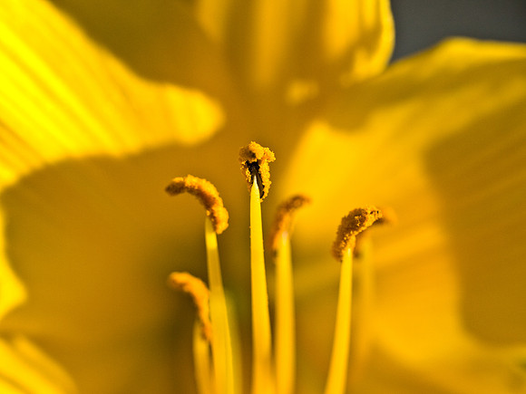 Lily