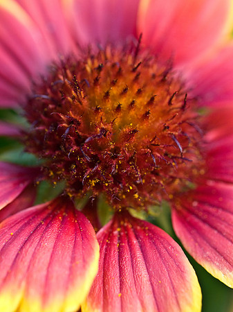 Gaillardia