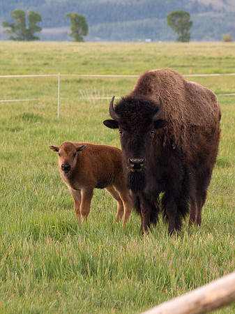 Bison and Calf