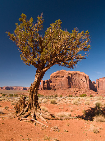 Monument Valley Tree 1