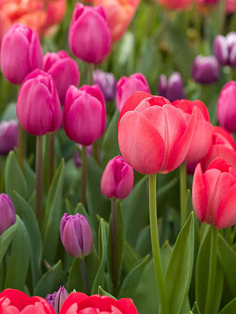 Spring Tulips 3
