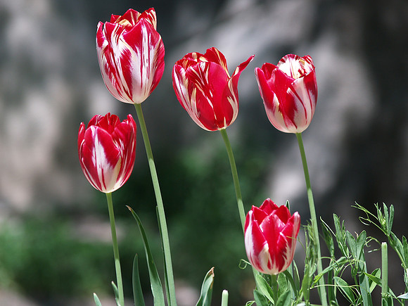 Red Tulips